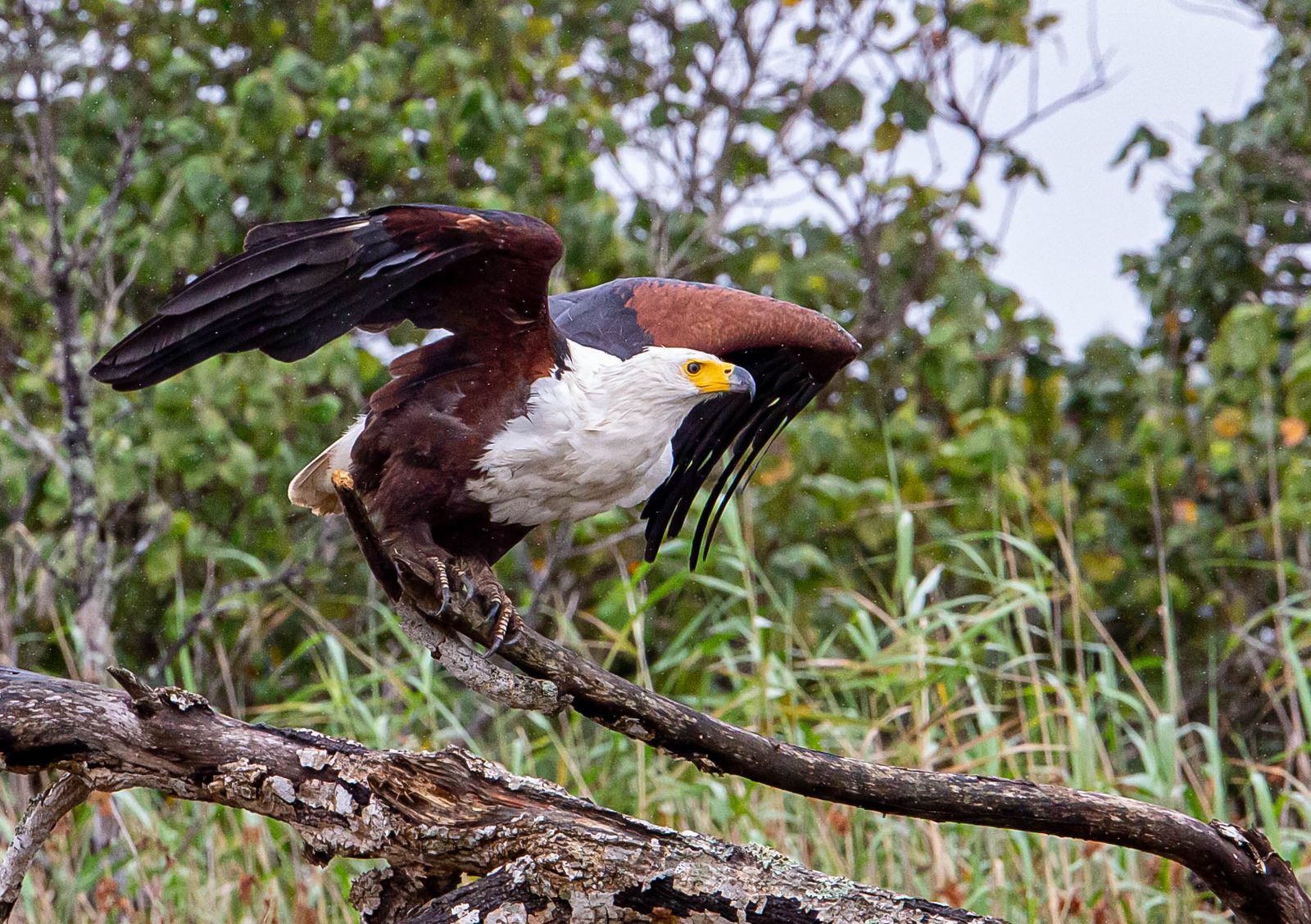 An African fish eagle opening its wings on a dead branch