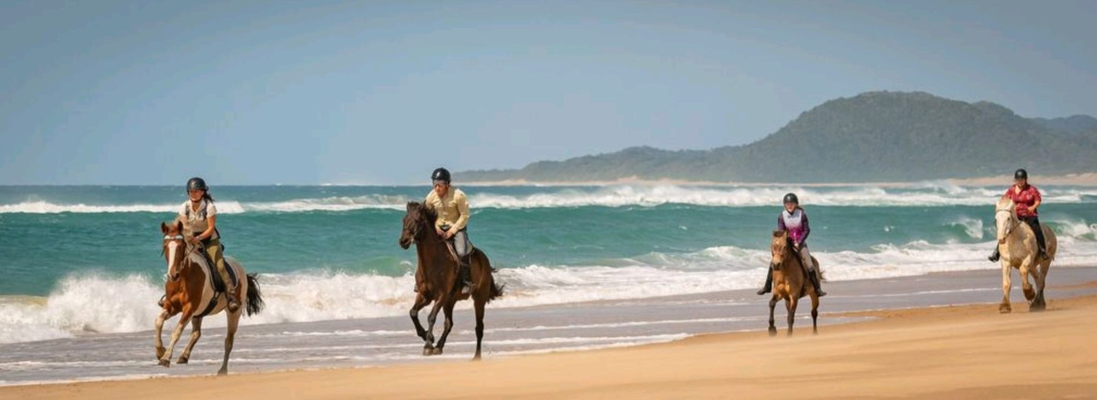 Four riders cantering along a wide beach below a forested headland