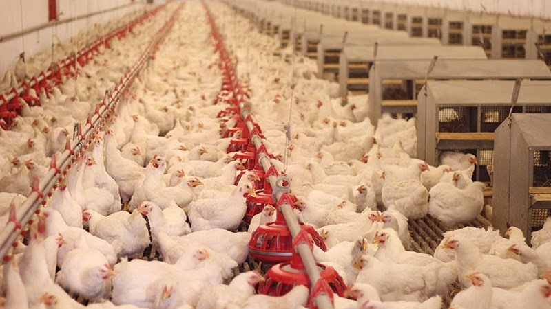 Broilers at feed lines inside a commercial poultry house