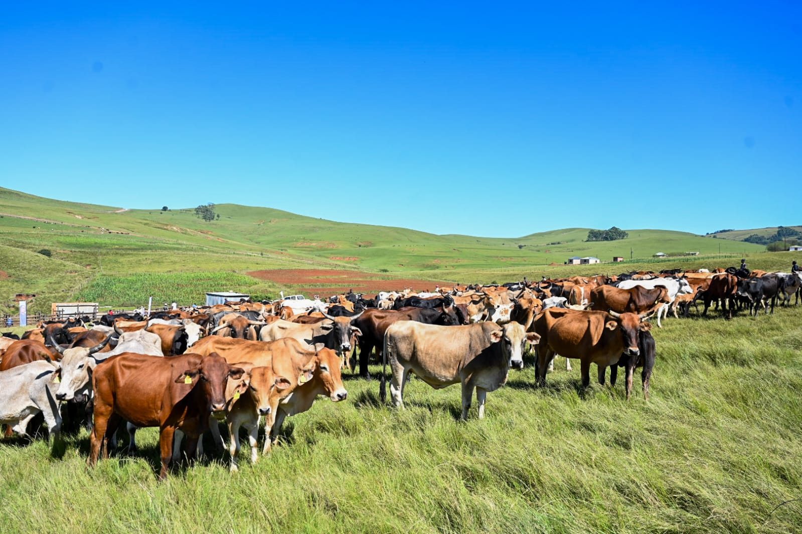 A large herd of cattle held on open grazing