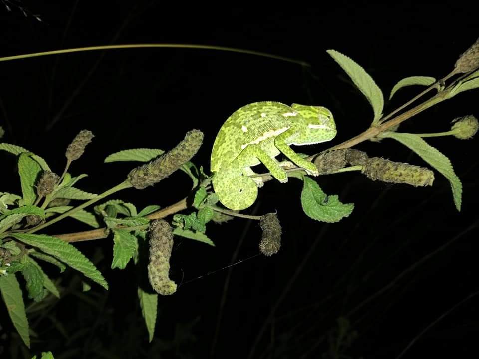 A flap-necked chameleon on a flowering branch at night