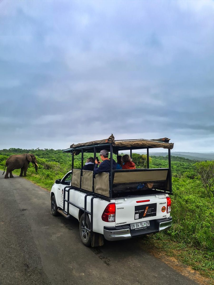 An elephant beside the road as a game-drive vehicle watches