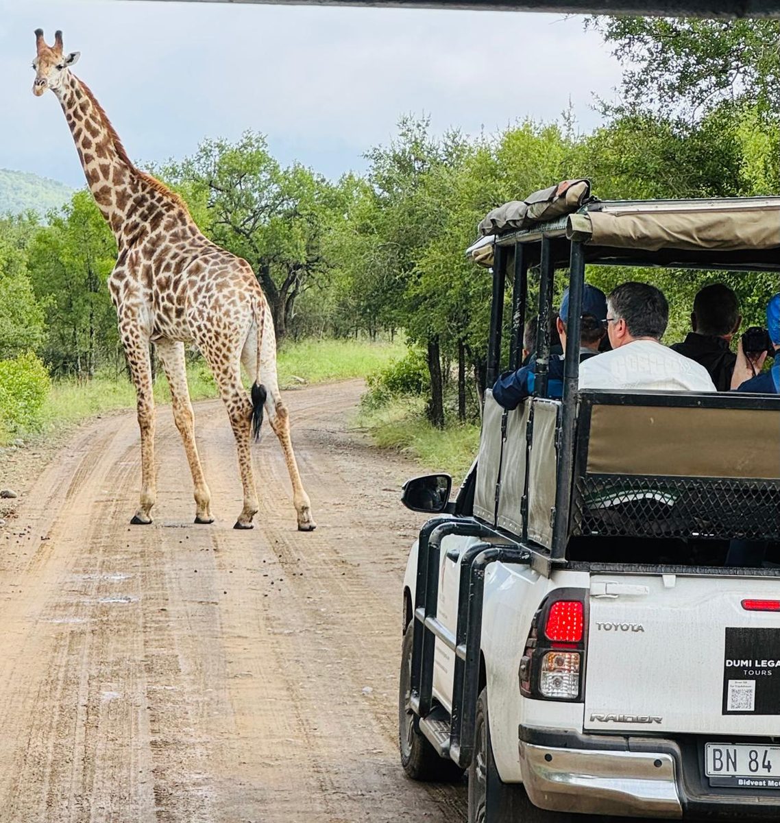 A giraffe crossing the road in front of a game-drive vehicle