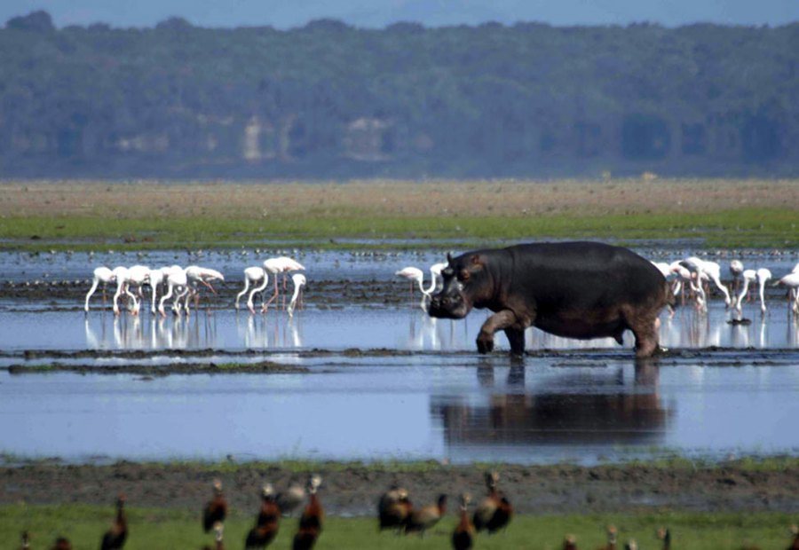 Hippo and flamingos in the shallows of the iSimangaliso Wetland Park
