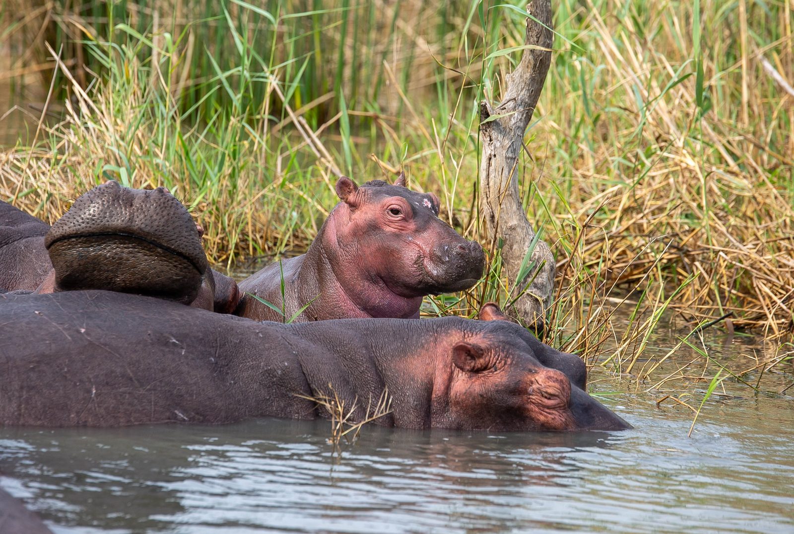 A hippo calf beside its mother in the shallows of the wetland