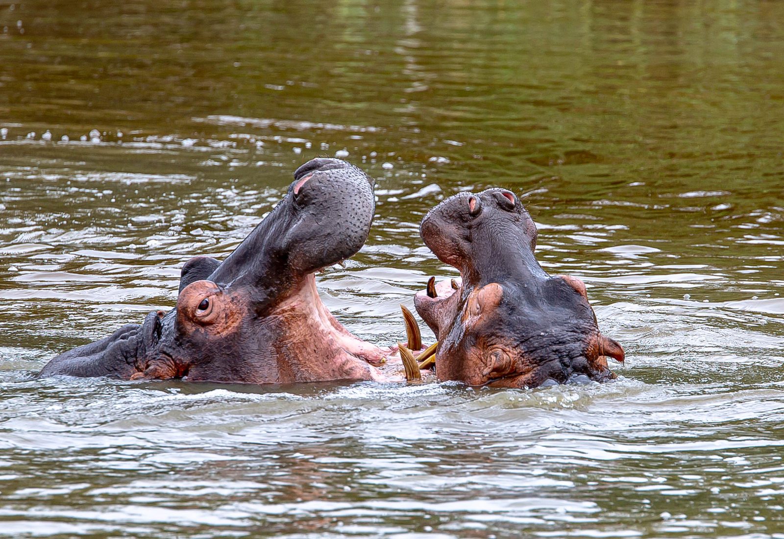 Two hippos sparring with open jaws in open water