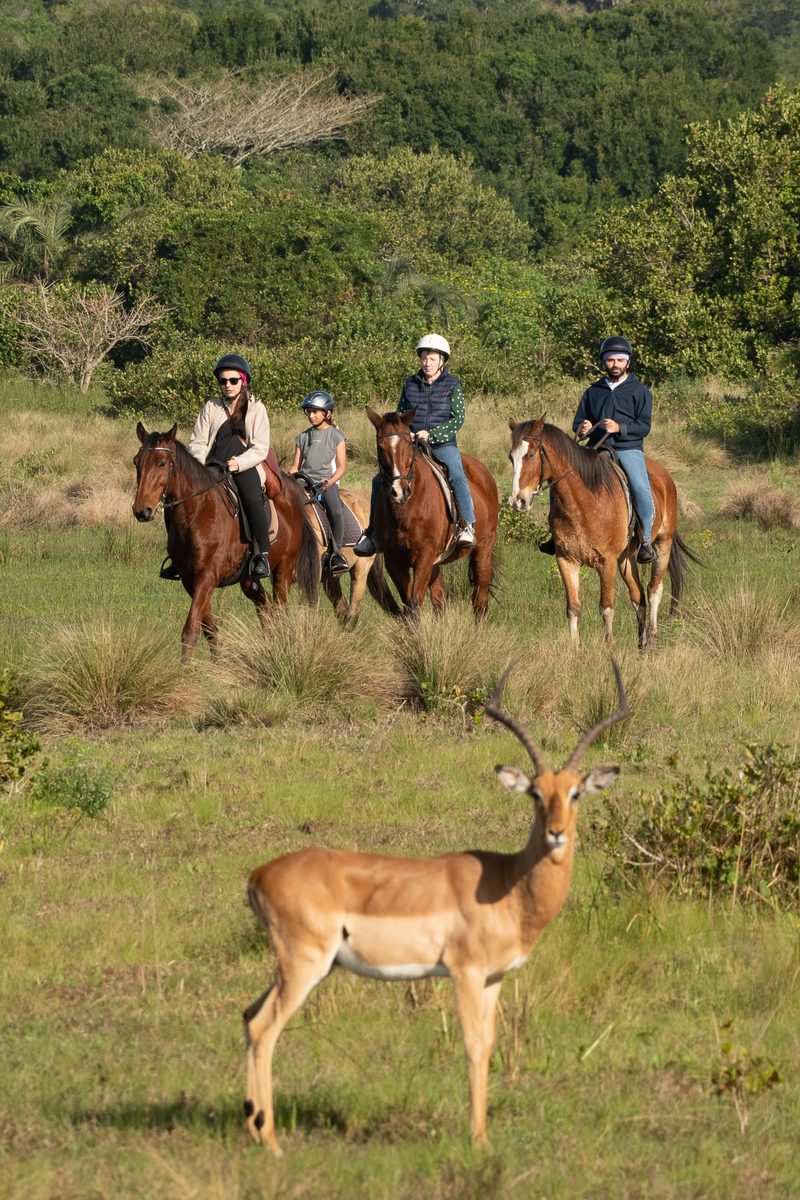 Riders on a guided horseback trail with an impala ram in the foreground