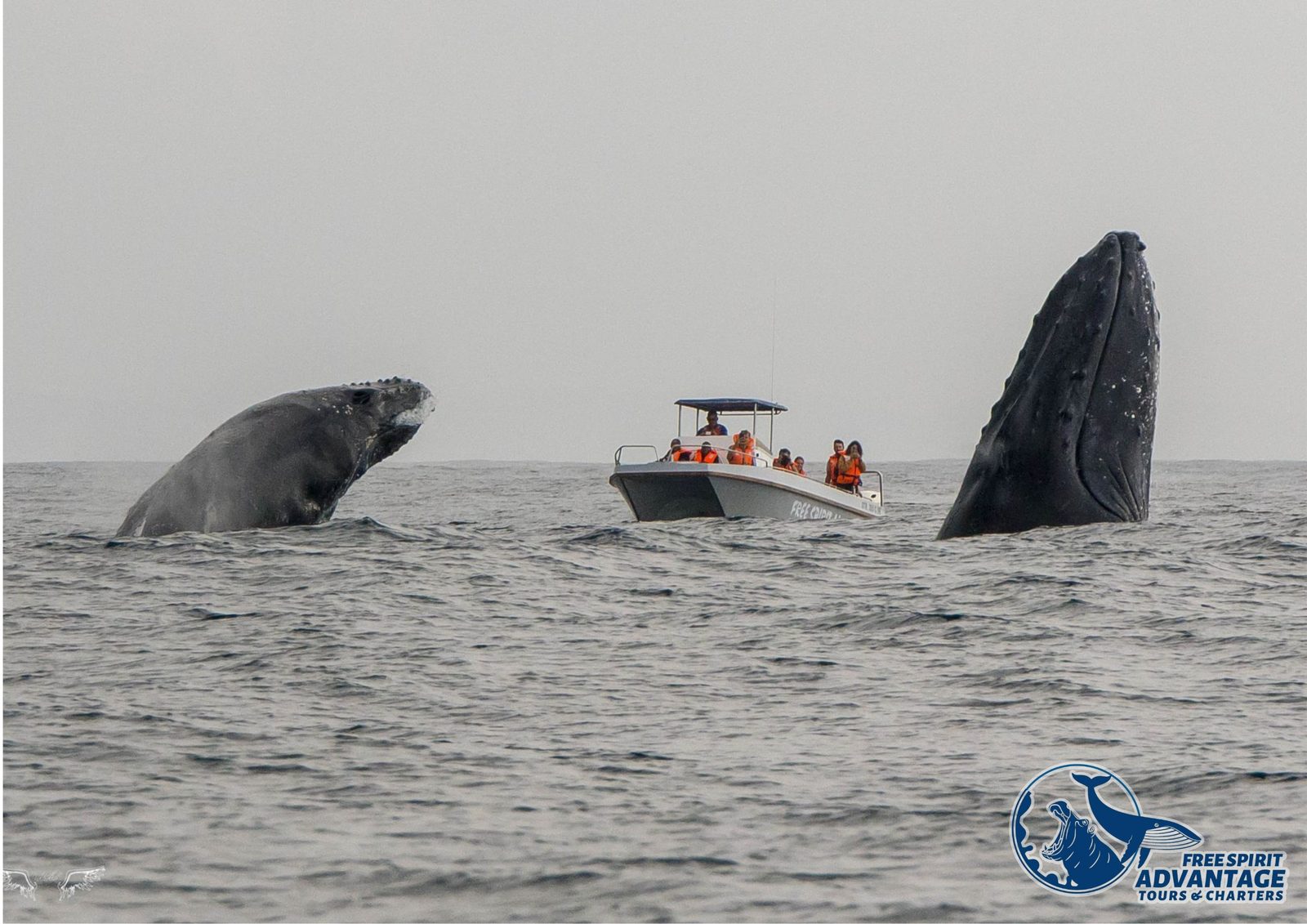 Two humpback whales breaching either side of a whale-watching boat