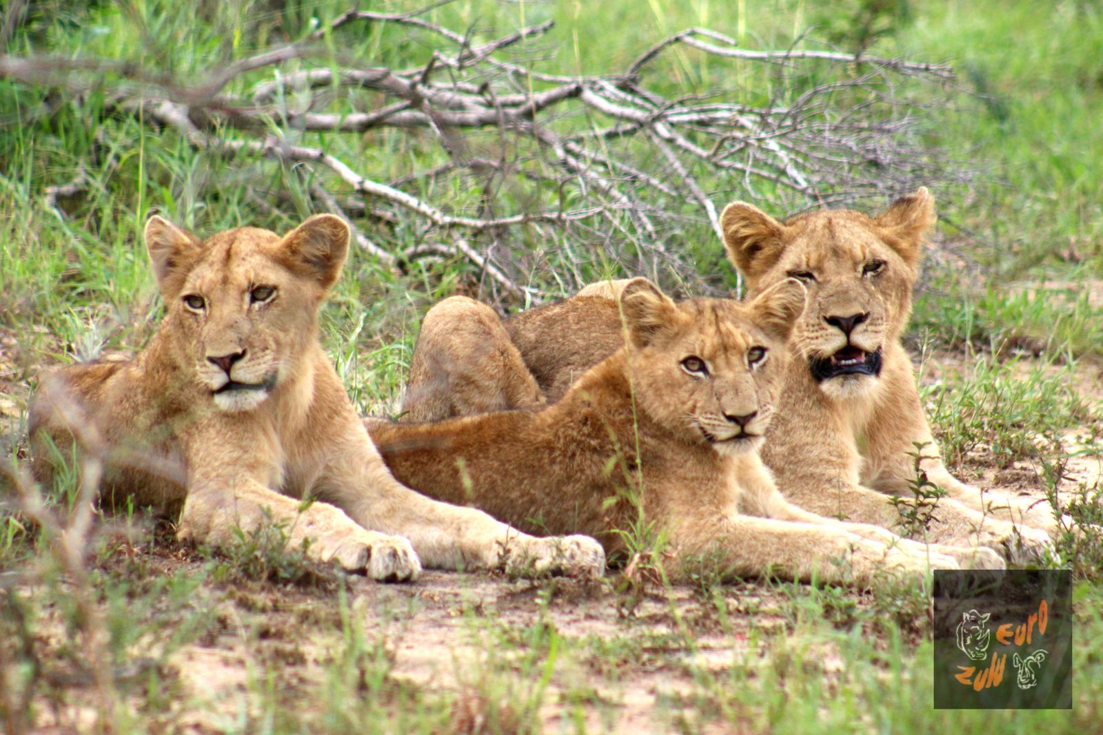 Three lion cubs resting together in long grass