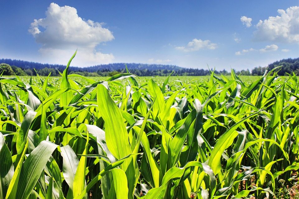 A dense field of green maize plants under a blue sky with scattered cloud