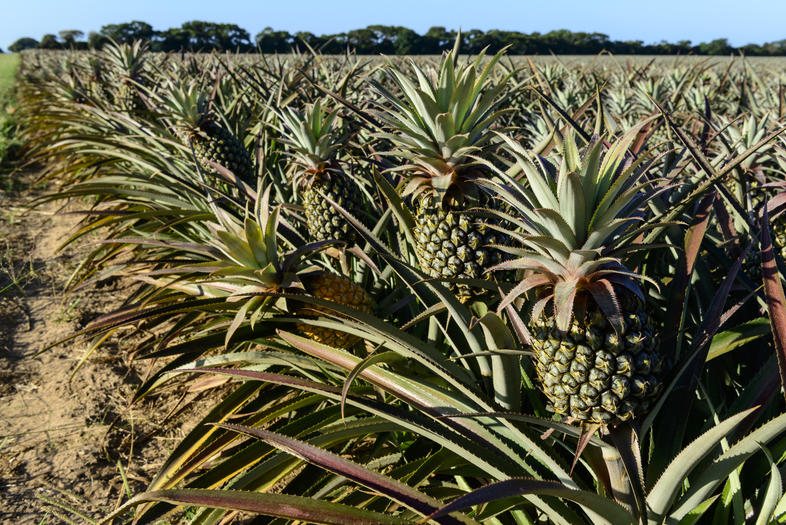 Rows of pineapple plants bearing fruit in a coastal field