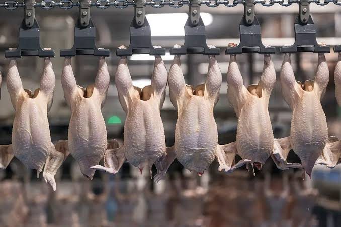 Dressed birds on an overhead shackle line in a processing plant