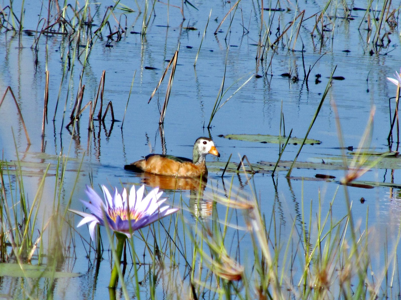 An African pygmy goose swimming past a blue water lily
