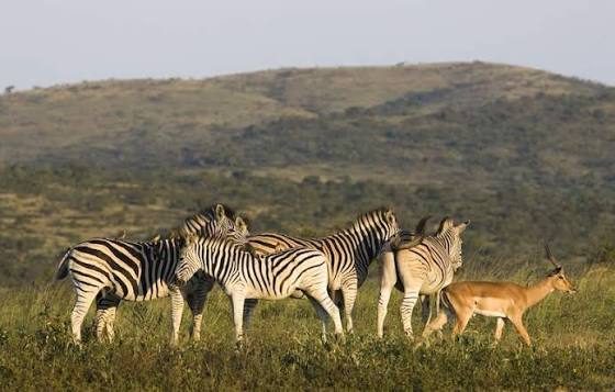 A group of zebra and an impala standing in open grassland with hills behind